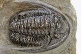 Detailed Cornuproetus Trilobite Fossil - Issoumour, Morocco #222272-2